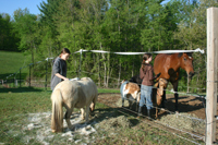 Liz & Sam grooming animals at Alabu